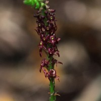 <i>Crepidium purpureum</i>  (Lindl.) Szlach.